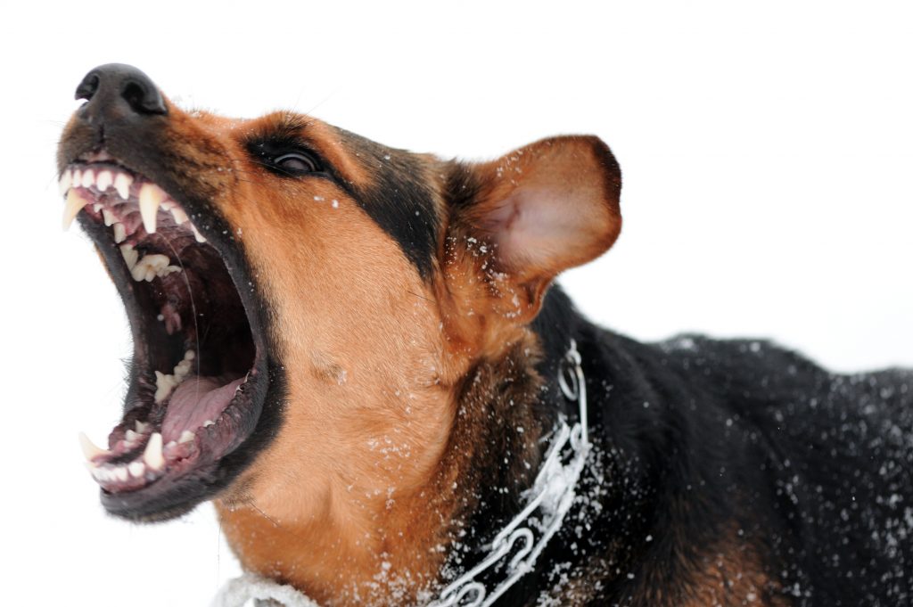 "Aggressive dog, animal attack attorney #AnimalAttack #VictimsOfAnimalAttacks"