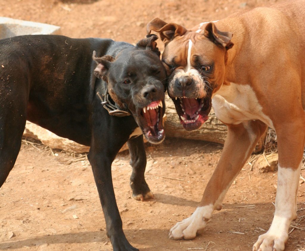 "Ferocious dogs, animal attack attorney #AnimalAttack #VictimsOfAnimalAttacks"